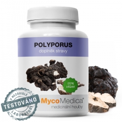 Polyporus w optymalnym stężeniu | MycoMedica